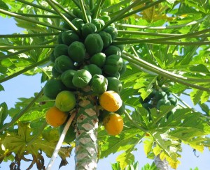how-to-grow-papaya