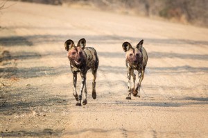wild-dogs-on-road